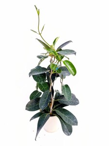 マダガスカルジャスミン ③ アフリカシタキヅル 観葉植物 鉢ごと発送 新芽 木苗