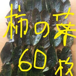 柿の葉 60枚以上 メダカの越冬用 無農薬 かき カキ