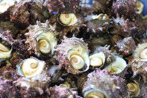 対馬直送!漁師の獲れたてサザエ 1 kg(大サイズ5~6個)