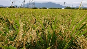 【令和3年産】新米 新潟県認証 特別栽培米 新之助 玄米紙袋25kg