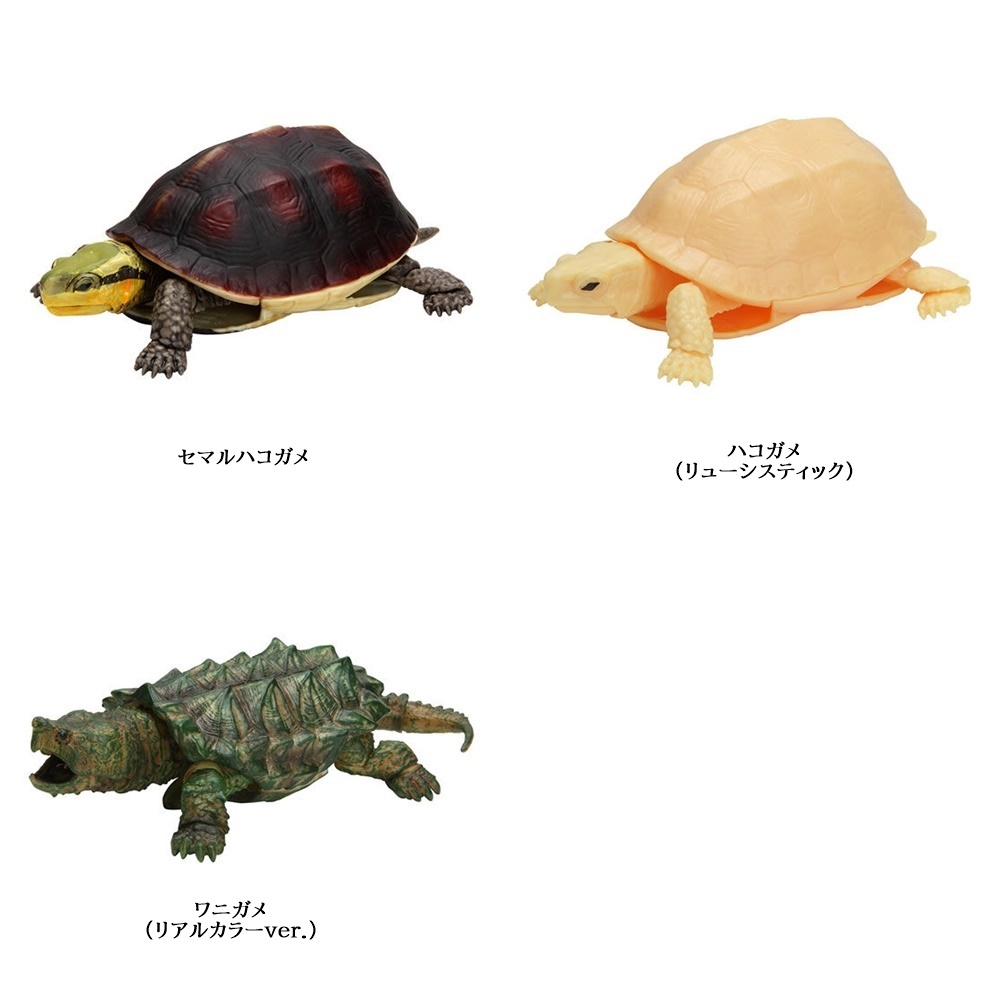 入手困難 激レア 巨頭 セマルハコガフィギュ爬虫カメ 亀 置物 オブジェ 生き生物 生き物 Www Nestorscapes Com
