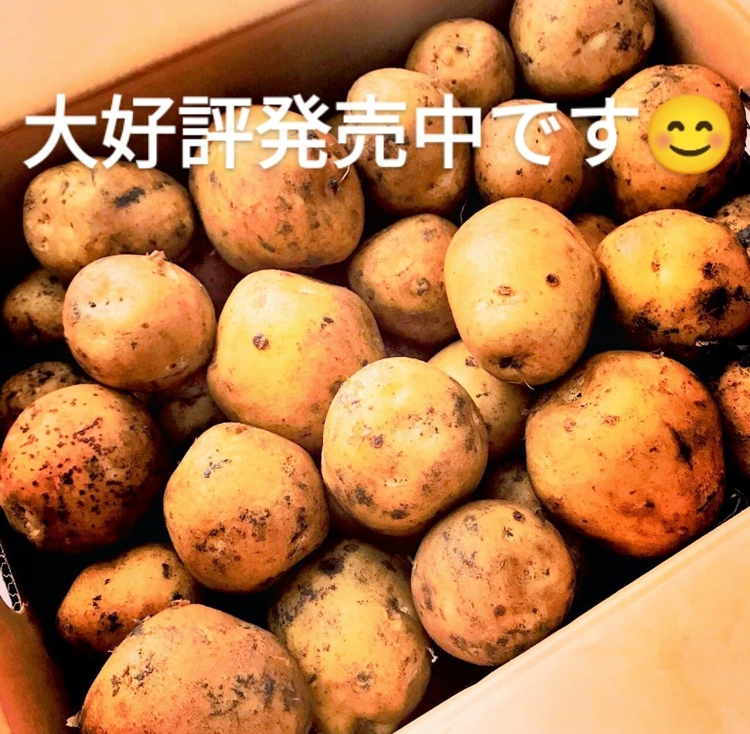 訳あり商品 20kg sahi様専用 北海道産 グラウンドペチカ - 野菜 - www.smithsfalls.ca