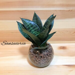 サンスベリア ハニー ハイドロカルチャー 観葉植物