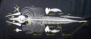 K0002★マダライルカ 全身骨格標本★【骨　骨格　科学 自由研究 生物 標本 インテリア 】