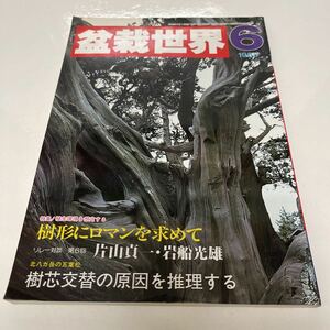 盆栽世界 1985年6月号 樹形にロマンを求めて 北八ヶ岳の五葉松 樹芯交替の原因を推理する