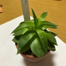 多肉植物　ハオルチア　扇翠　抜き苗　1本_画像1