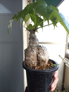 フィルミアナコロラータ 塊根植物
