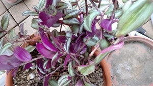 観葉植物 カット苗