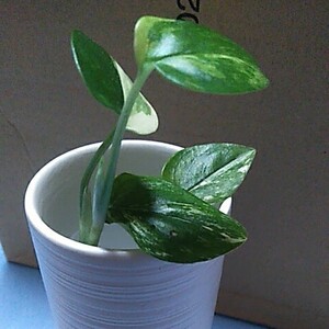 モンステラ スタンド レイアナ 斑入り