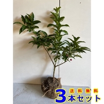 植木 マユミの木 (真弓) 根巻 3本 樹高0.6ｍ前後 根巻_画像1