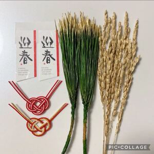 大地農園 ☆イナホゴールド・みやこ松☆ハーバリウム花材 しめ縄 お正月飾り お正月花材
