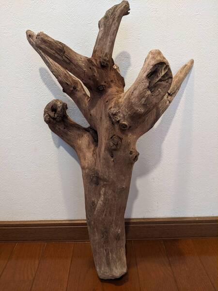 ☆天然流木 水槽 1点物 アクアリウム オブジェ アート 53×28×27.5cm 大和川 爬虫類 トカゲ へび インテリア 魚 隠れ家 めだか