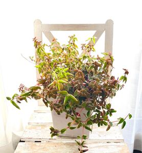 ペペロミア ロッソ 大苗 観葉植物 鉢植え