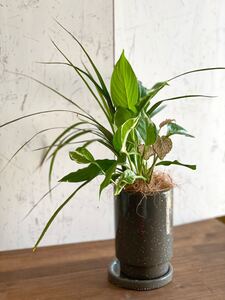 コルシンネ ポトスステイタス スパディフィラムショパン ベラボン植え 室内 観葉植物 受皿つき