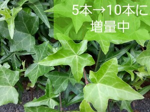グリーンアイビー10本に増量中!