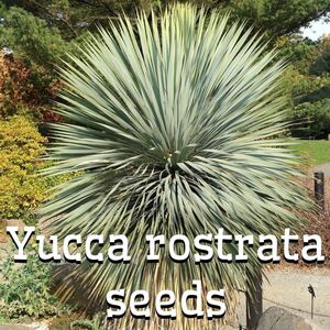 ユッカ　ロストラータ　種子　20粒　ドライガーデン　アガベ　パキポディウム　多肉植物