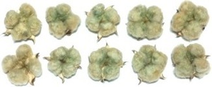 綿 綿花 コットン 緑 ドライフラワー 10個セット 花材/アレンジ/リース/ハンドメイド
