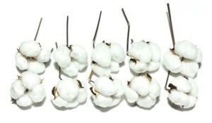 綿 綿花 コットン 白 枝つき ドライフラワー 10個セット 花材/アレンジ/リース/ハンドメイド