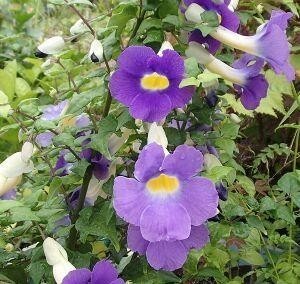 ツンベルギア 矢筈葛(ヤハズカラ) 抜き苗