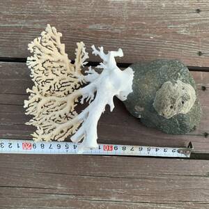F4R　サンゴ　珊瑚礁　石付き　標本　置き物　オブジェ