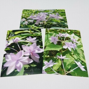 ポストカード9枚セット 可憐 「シチダンカ」 神戸風景写真 紫陽花 送料無料