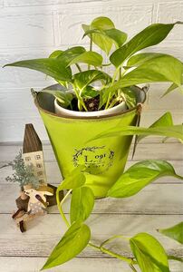 ポトス根付き苗現品