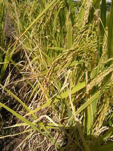 【無農薬】お米をプランターやバケツで気軽に栽培！陸稲用の種籾　内容量：１００グラム