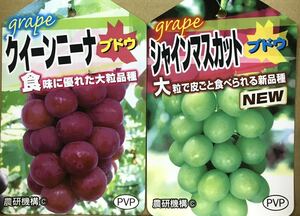 k.-n knee not equipped . in muscat PVP grape sapling set 