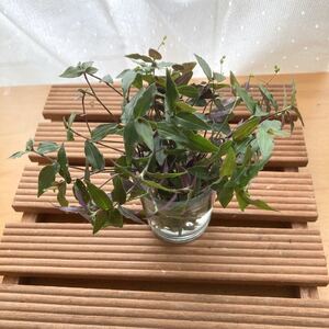 観葉植物 ブライダルベール