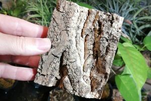5個　ミニ コルク　8×10ｃｍ（厚約17-20ｍｍ）洋蘭　原種　チランジア　エアープランツ　熱帯植物　ラン　コルク　樹皮