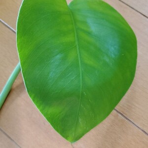 斑入り モンステラ カット 3