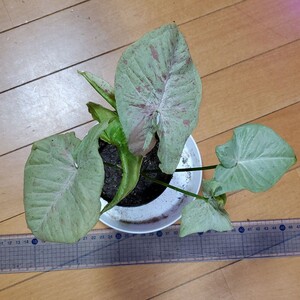 シンゴニウム シンゴニューム ダズルカラー ミルクコンフェッティ B