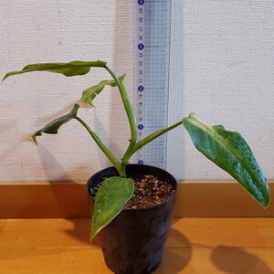 フィロデンドロン ドメスティカム 元斑入り ポット苗 A