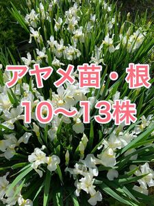 ★2021年産★ あやめ苗 アヤメ根 三寸あやめ 10株以上 H-264