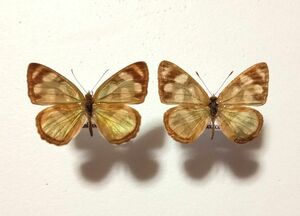 蝶標本　アルゼンチン　タテハチョウ類