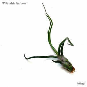 チランジア ブルボーサ S size (エアープランツ ティランジア bulbosa)Tillandsia