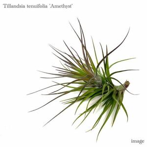 チランジア テヌイフォリア 'アメジスト' (エアープランツ ティランジア tenuifolia var. Amethyst)