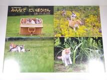 【送料120円】 写真紙芝居 みんなで だいぼうけん ネコ 教育画劇のかみしばい 2011 大型本 絵本 子供本 児童書_画像7