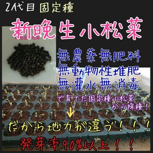 新晩生小松菜 固定種 自家採種 2代目 無農薬無肥料無消毒種子 種 種子 
