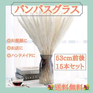 パンパスグラス ドライフラワー ウェルカムスペース ホワイトパンパスグラス15本