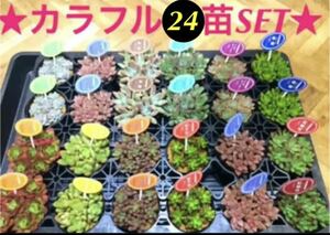 いつもの倍量【★大人気の多肉植物24苗SET★再販+年明けまでオマケ付き^ ^