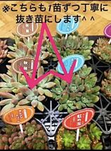 いつもの倍量【★大人気の多肉植物24苗SET★再販+年明けまでオマケ付き^ ^_画像2