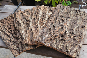 特価　10枚　樹皮　コルク板　20×30ｃｍ（厚約10ｍｍ以下）洋蘭　原種　チランジア　エアープランツ　熱帯植物　ラン　コルク　樹皮　