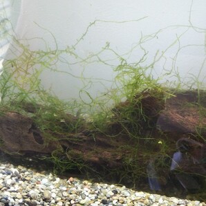 南米ウィローモスお得盛り!!