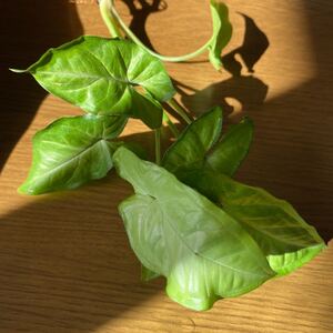 観葉植物 シンゴニウム
