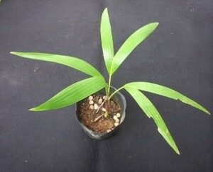 マニラヤシ　椰子　苗・株　観葉植物　人気品種　やし　期間限定　年末・特価　一品物！