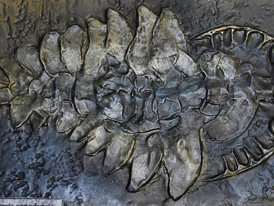 ヤフオク! -アノマロカリス 化石の中古品・新品・未使用品一覧
