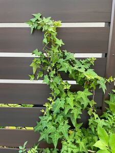 アイビー★ 30cm×6本★ へデラ 観葉植物 室内でも室外でも