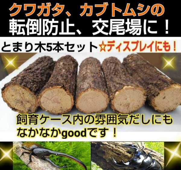 送料無料!とまり木5本セット!クワガタ、カブトムシが喜ぶコナラやクヌギ☆ケース内のディスプレイ 遊場、隠れ家、転倒防止、交尾の場に!