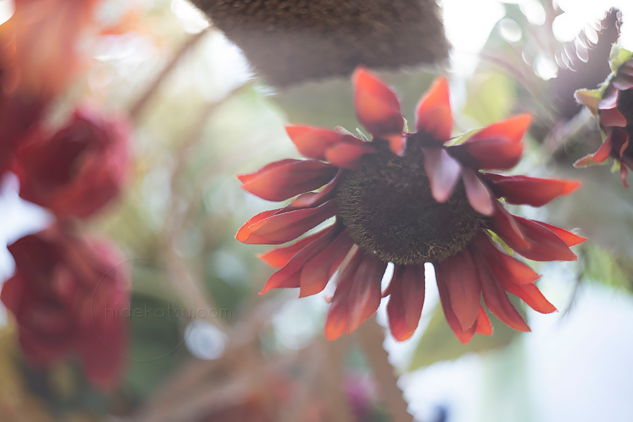 激安通販 0038 ぐるぐるボケ F2 58mm Helios 44 2 分解清掃済 レンズ 単焦点 Www Sigweb Cl